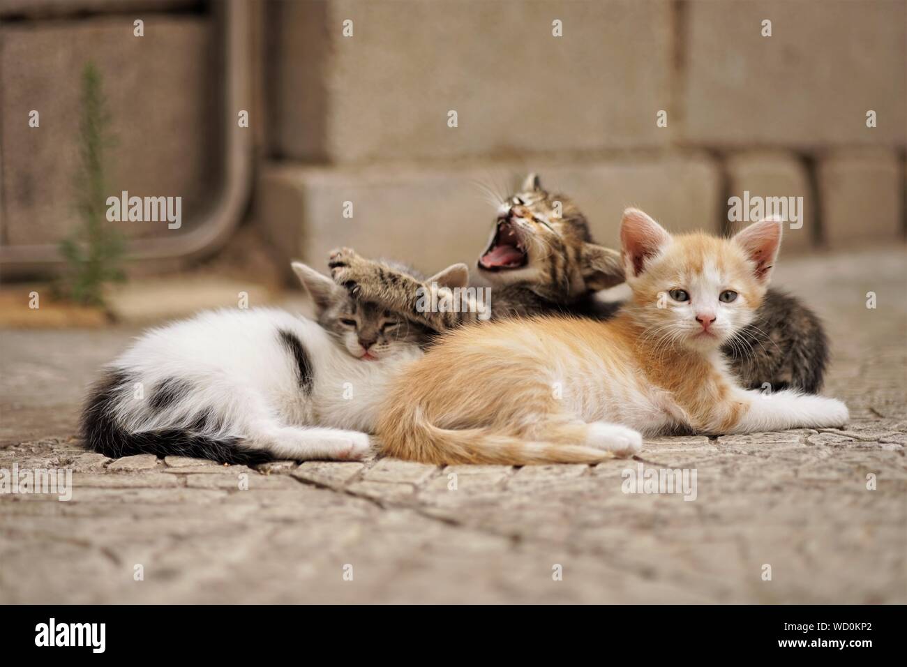 Cute little kittens sleep outdoors on the stone floor Stock Photo Alamy