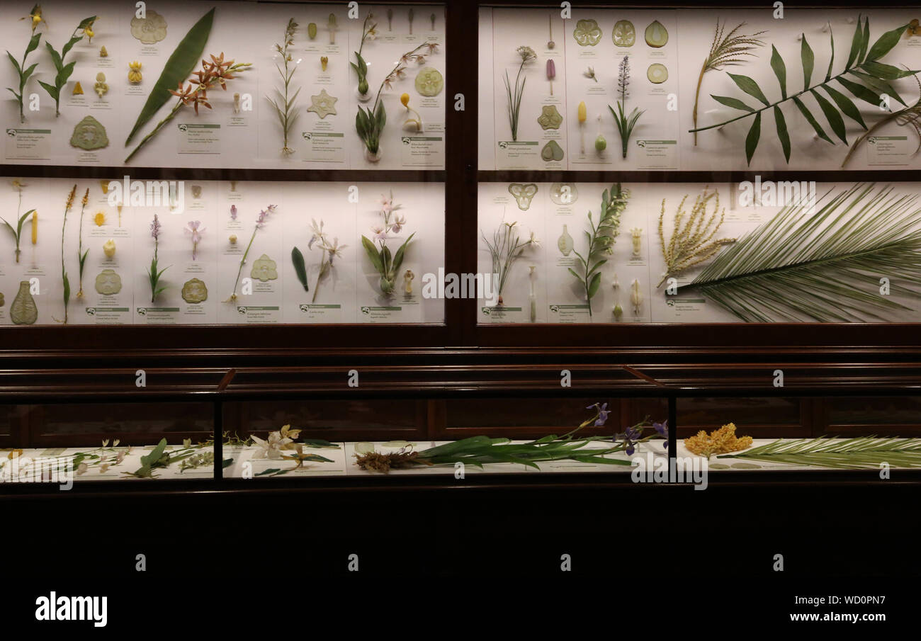 Leopold blaschka glass flowers hires stock photography and images Alamy