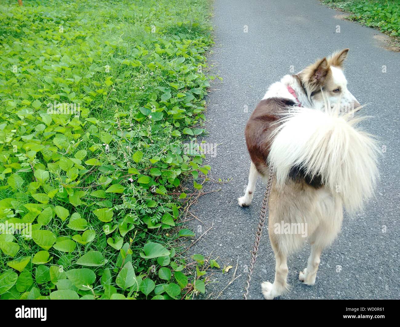 Dog on pavement hires stock photography and images Alamy