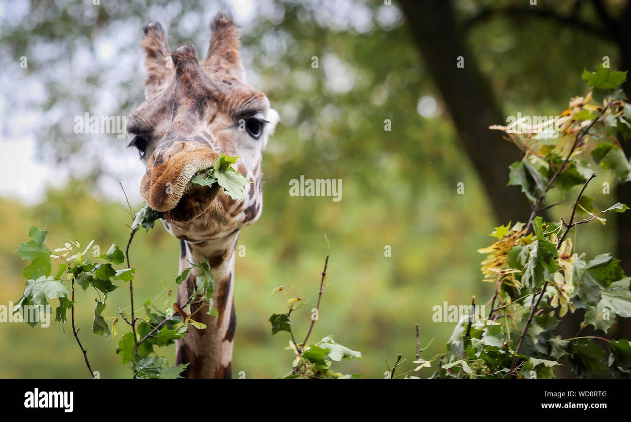 Giraffe Eating Plant High Resolution Stock Photography and Images - Alamy