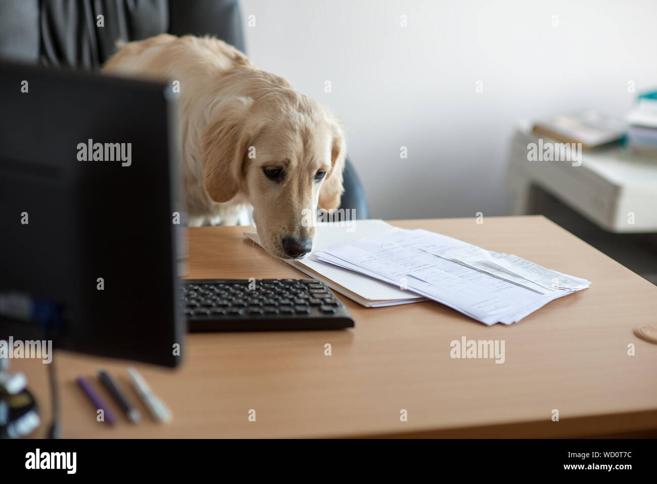 Dog Sitting At Desk Stock Photo 266165072 Alamy