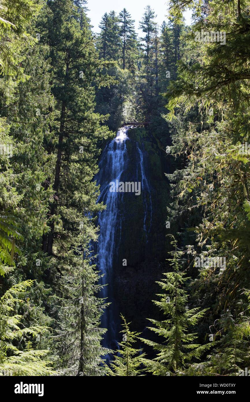Proxy Falls as seen through trees, in Oregon, USA. Stock Photo