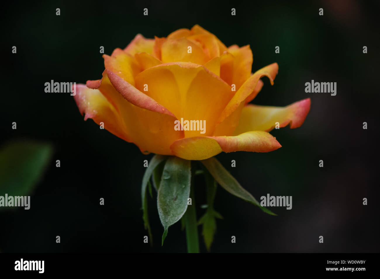 Rosa 'Gold Medal' - Grandiflora rose with yellow blend Stock Photo - Alamy