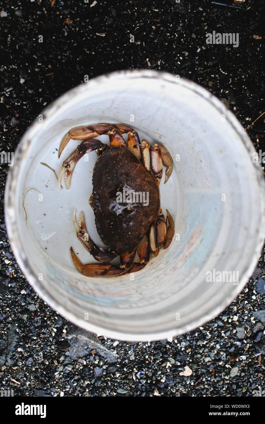 Bucket of crab hires stock photography and images Alamy