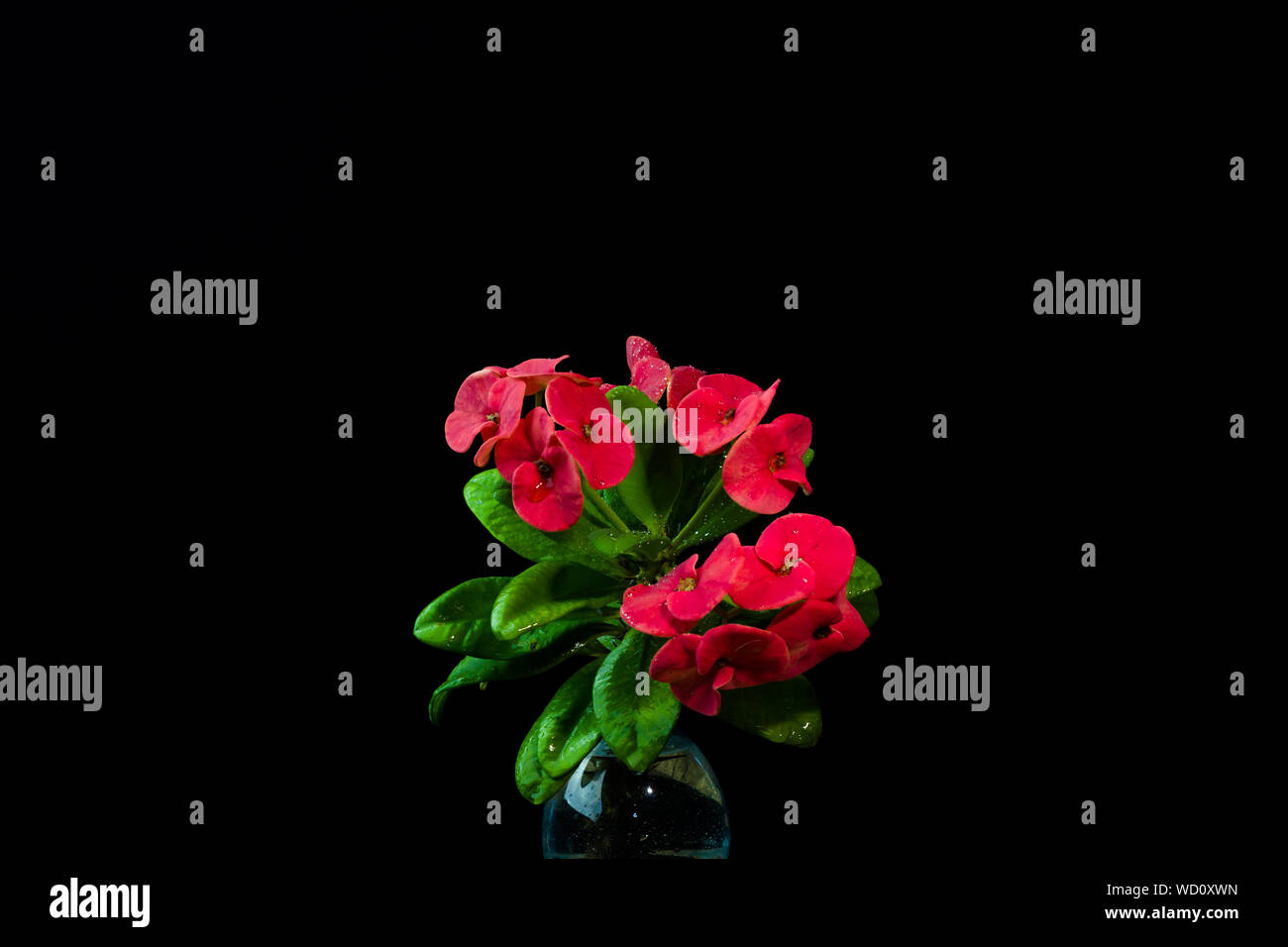 Close-up Of Red Flowers Against Black Background Stock Photo