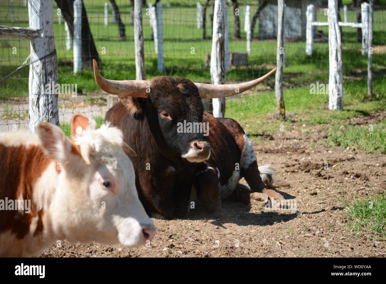 Bovine Animals Grazing On Field Stock Photo