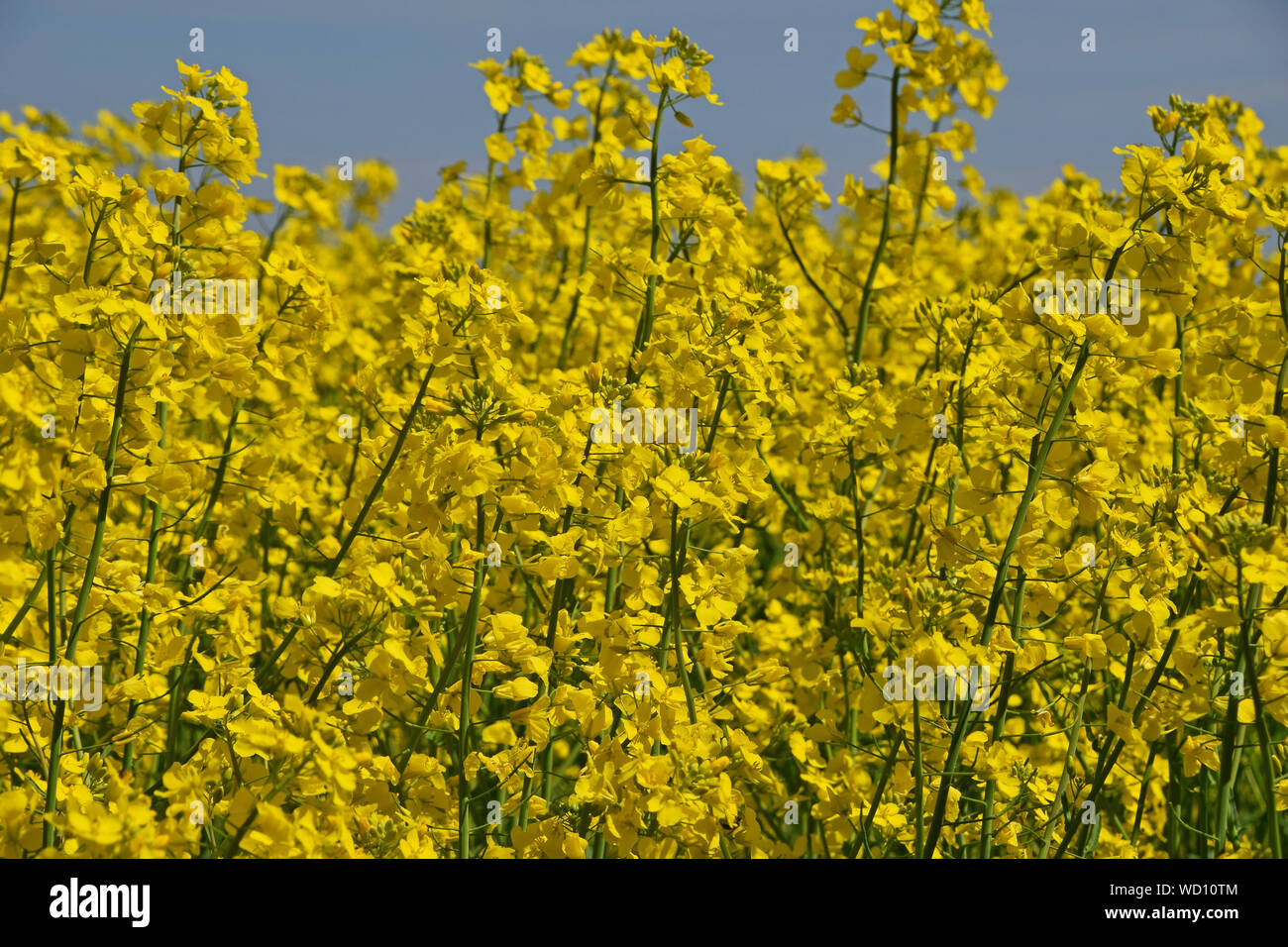Yellow Flowers Growing In Field Stock Photo Alamy