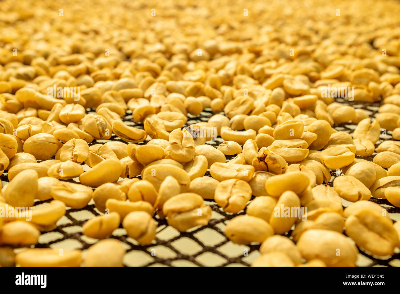 Organic Coffee Bean Sun Drying Process in Coroico, Bolivia Stock Photo