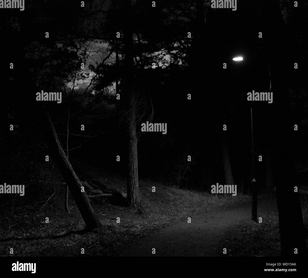 Silhouette Of Trees At Night Stock Photo Alamy