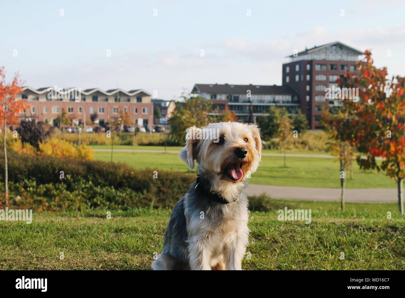 Yorkshire terrier dog barking hires stock photography and images Alamy