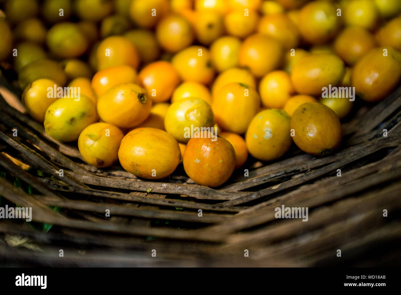 Yellow Organic Coffee Fruits Harvest in Wicker Basket Coroico, Bolivia Stock Photo