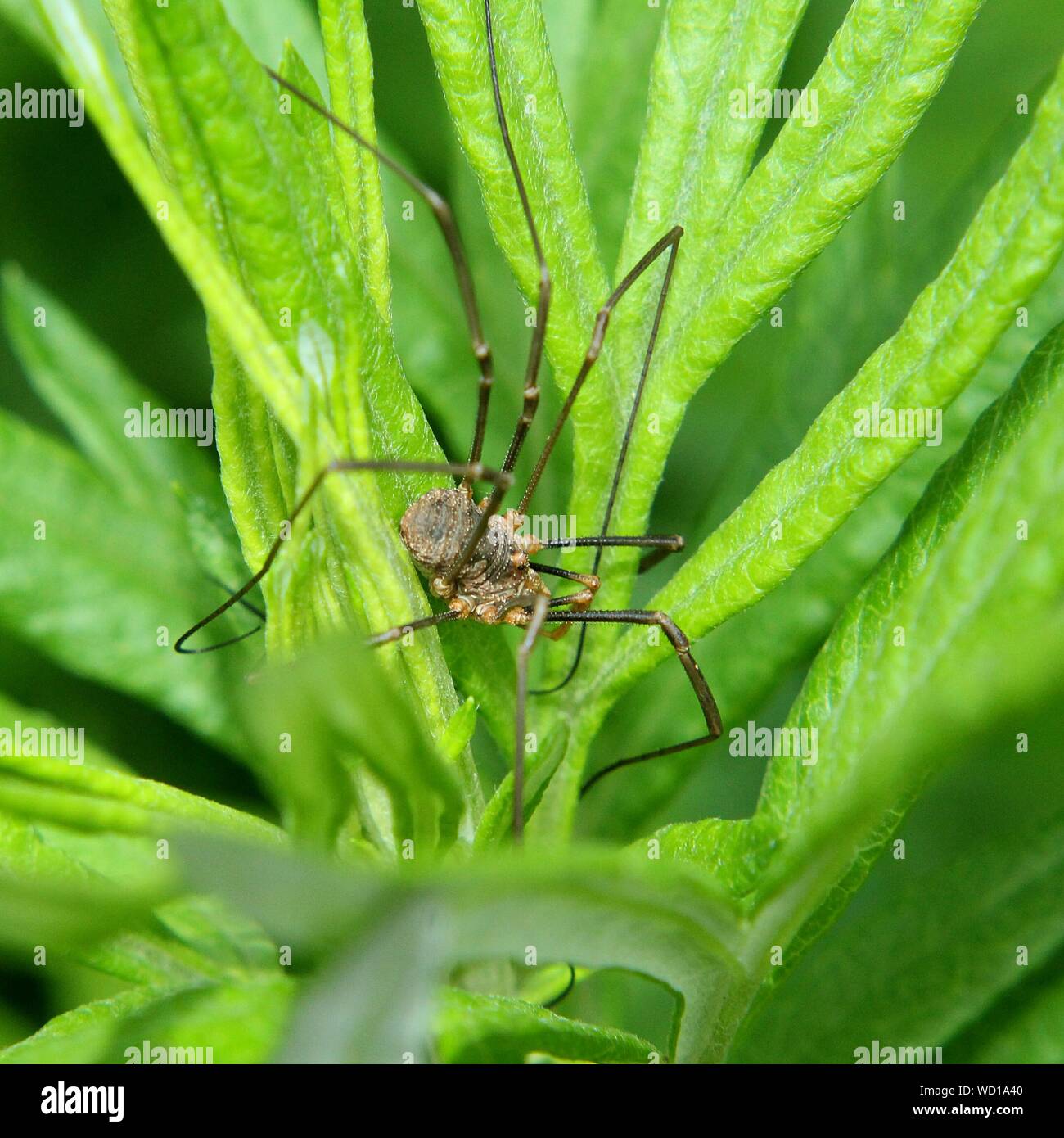 Close Up View Of A Green Huntsman Spider Micrommata Virescens On Top Of A Leaf Stock Photo Alamy