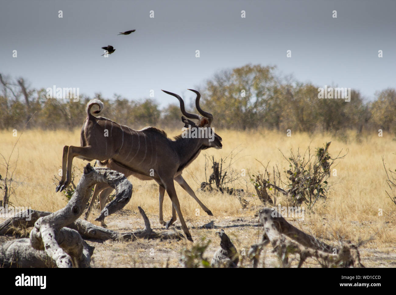 Gazelle Jumping High Resolution Stock Photography and Images - Alamy