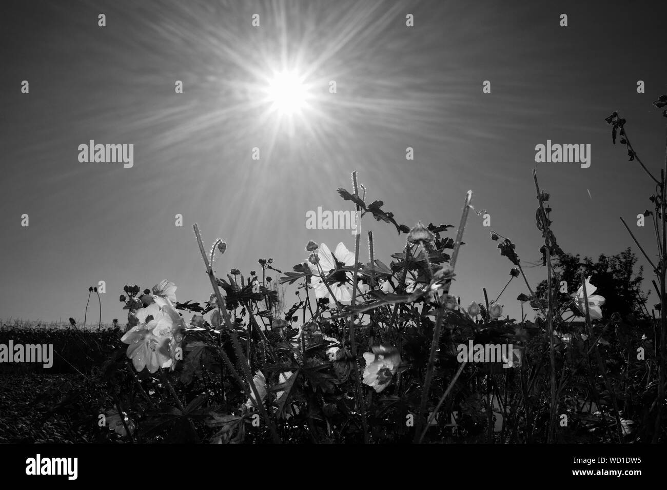 Sun and bright plants Black and White Stock Photos & Images - Alamy