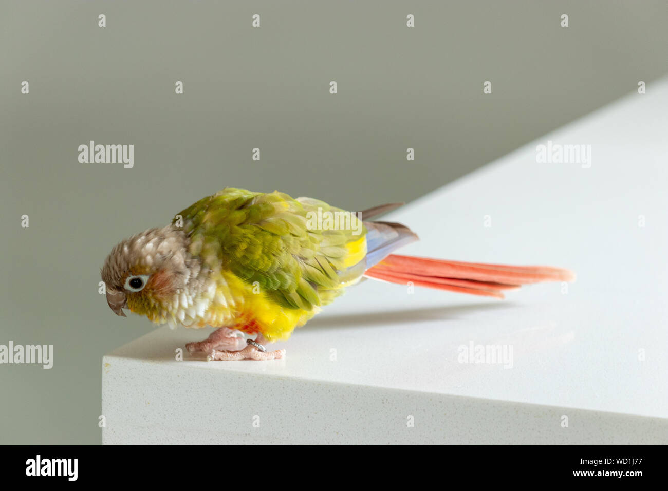 Pet bird on countertop Stock Photo