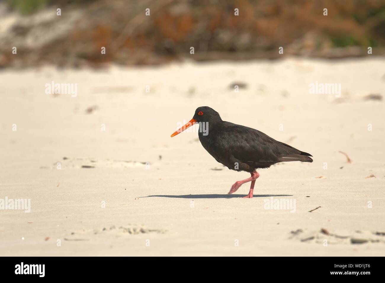 Variable oystercatcher on the shore Stock Photo