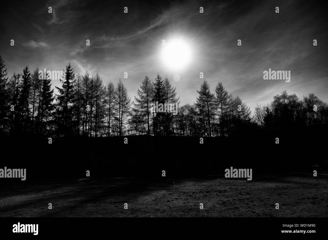 Silhouette trees sunset sunset Black and White Stock Photos & Images ...