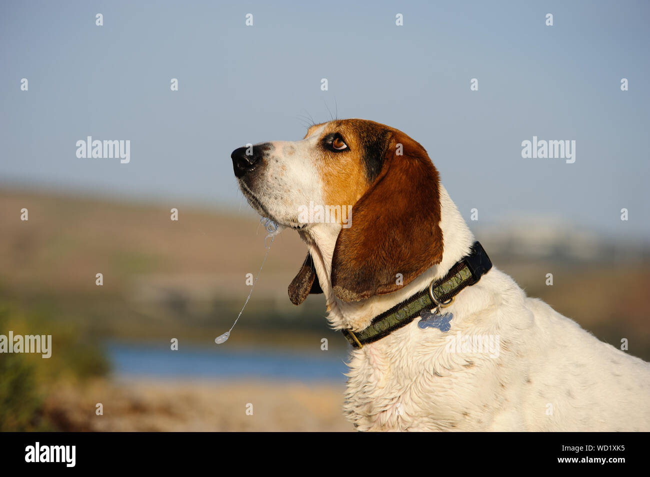 Side View Of Basset Hound Stock Photo