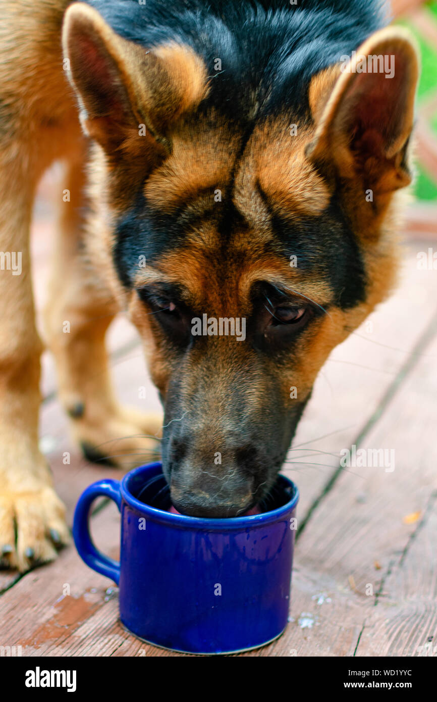 A German Shepherd drinking water from a mug. Stock Photo