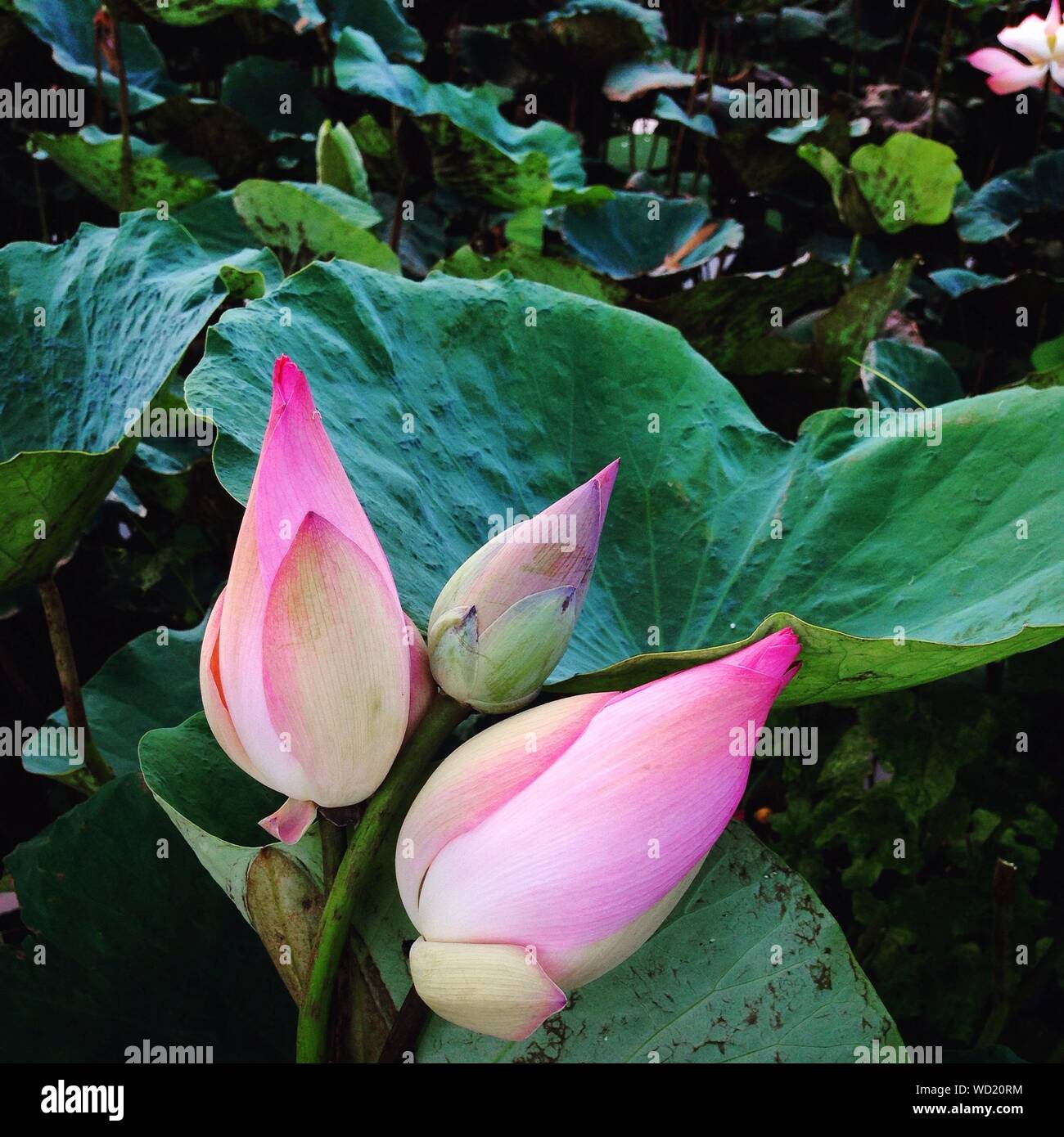 Closed lotus bud hires stock photography and images Alamy