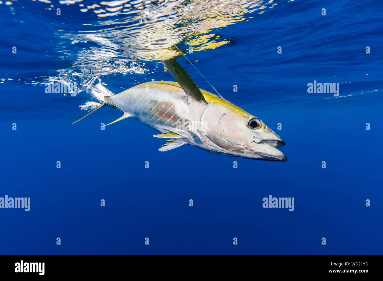 yellowfin tuna, Thunnus albacares, Chichi-jima, Bonin Islands, Ogasawara Islands, Natural World Heritage Site,  Tokyo, Japan, Pacific Ocean Stock Photo