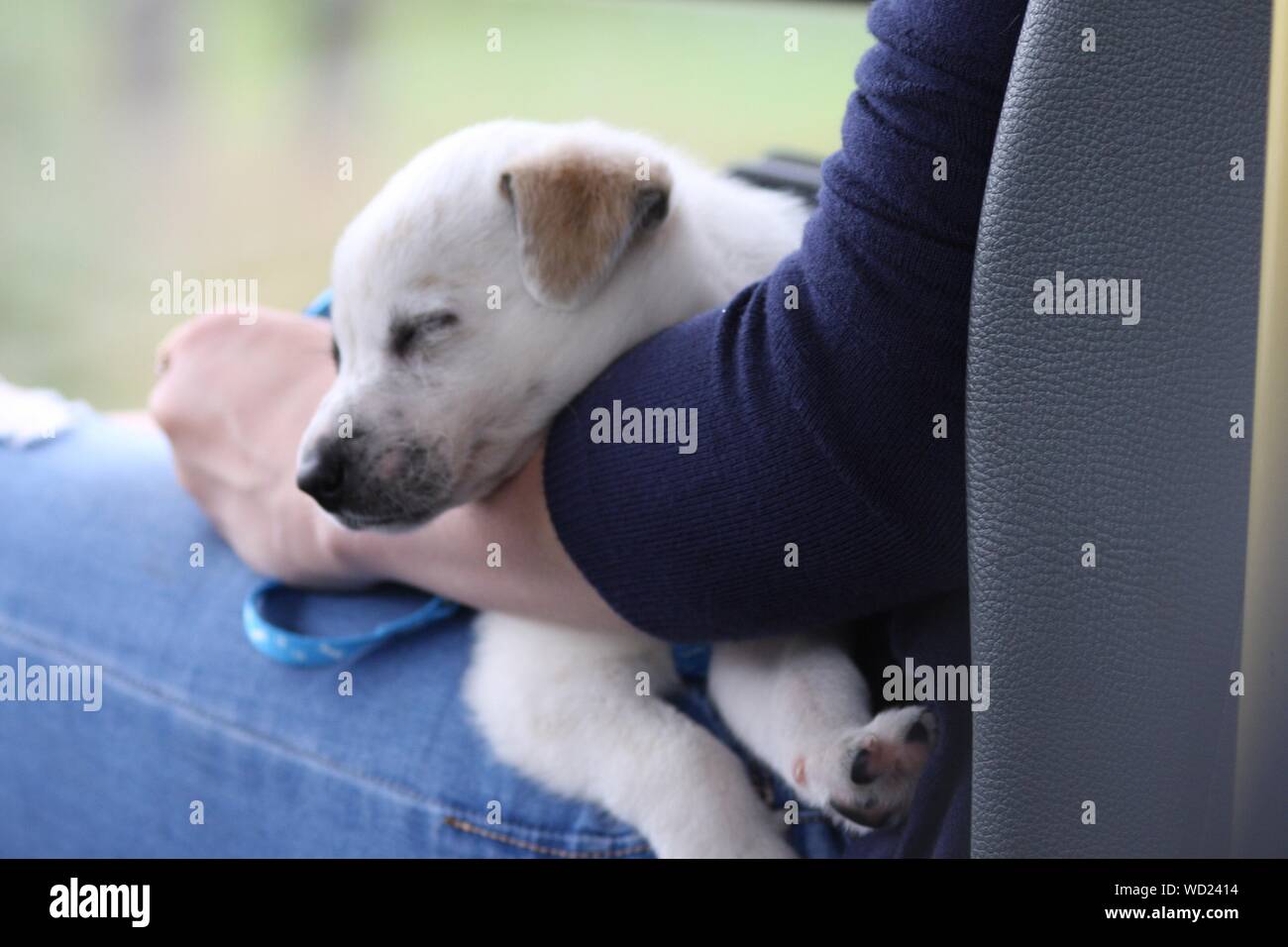 Why Do Dogs Like Sitting On Laps