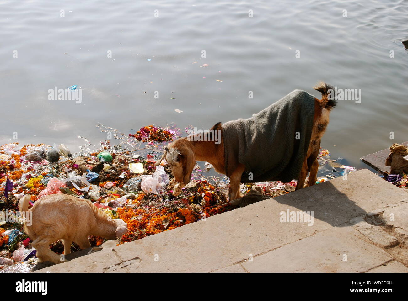 Animals eating garbage hi-res stock photography and images - Alamy