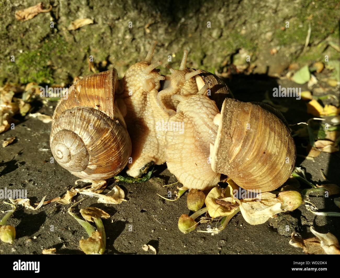 Snail mating hires stock photography and images Alamy