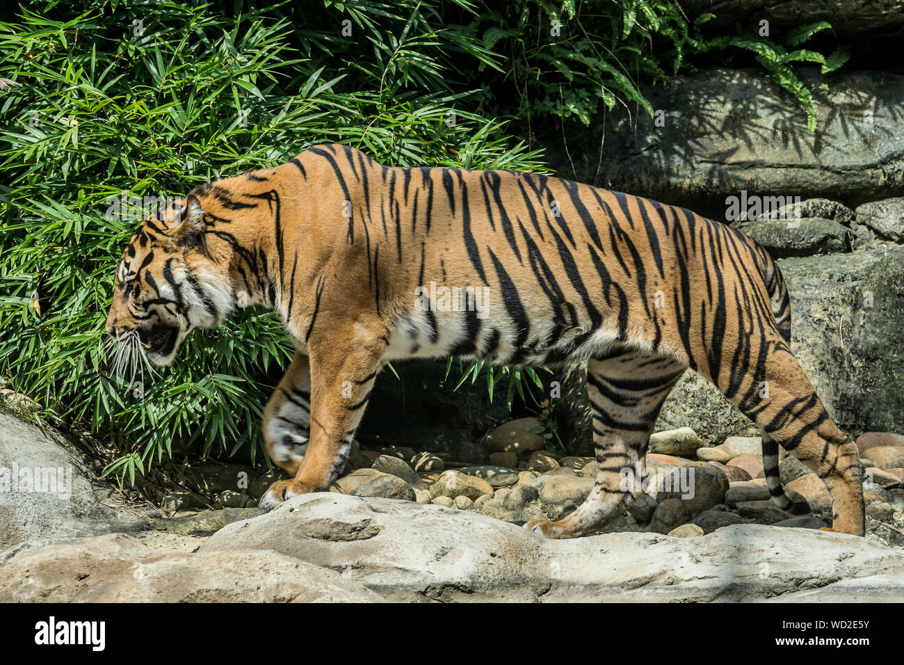 Walking panthera tigris tigris, yellow big tiger or bengal tiger Stock Photo