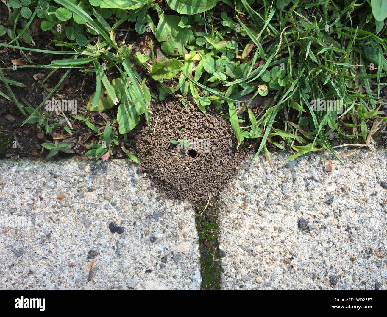 Ant nest grass hires stock photography and images Alamy
