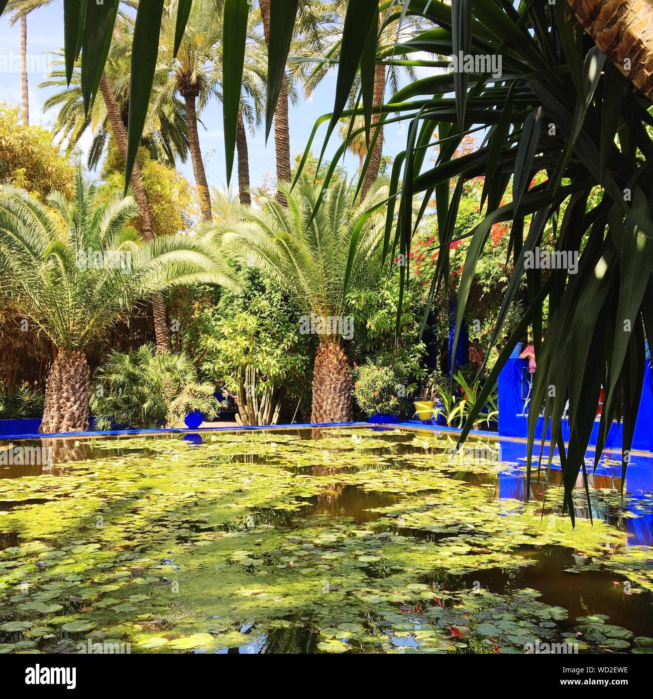 Lake and palm hi-res stock photography and images - Alamy