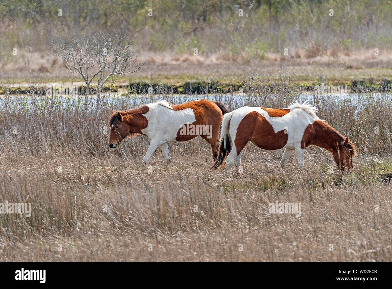 Chincoteague Ponies in a Coastal Wetland on Assateague Island National Seashore in Maryland Stock Photo