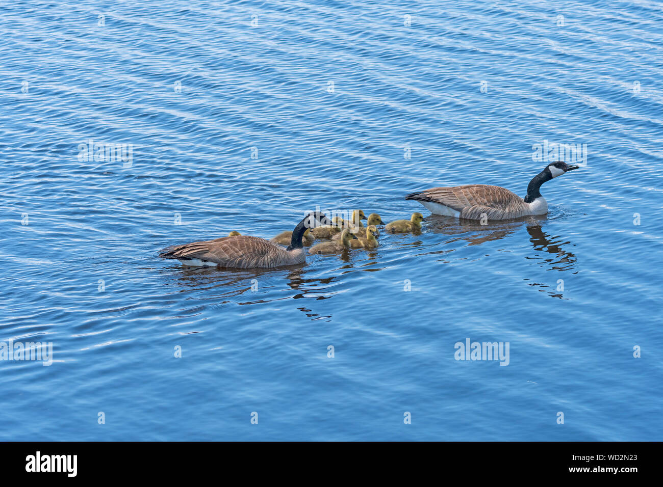 Goose Parents Protecting Their Brood in Horicon Marsh in Wisconsin Stock Photo