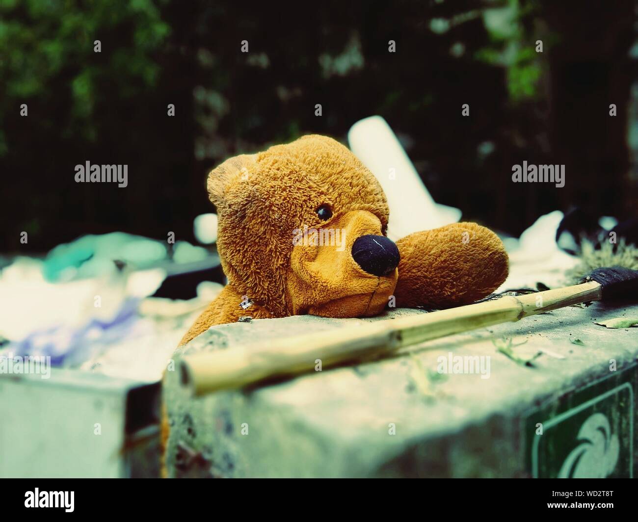 Closeup Of An Abandoned Teddy Bear Stock Photo Alamy