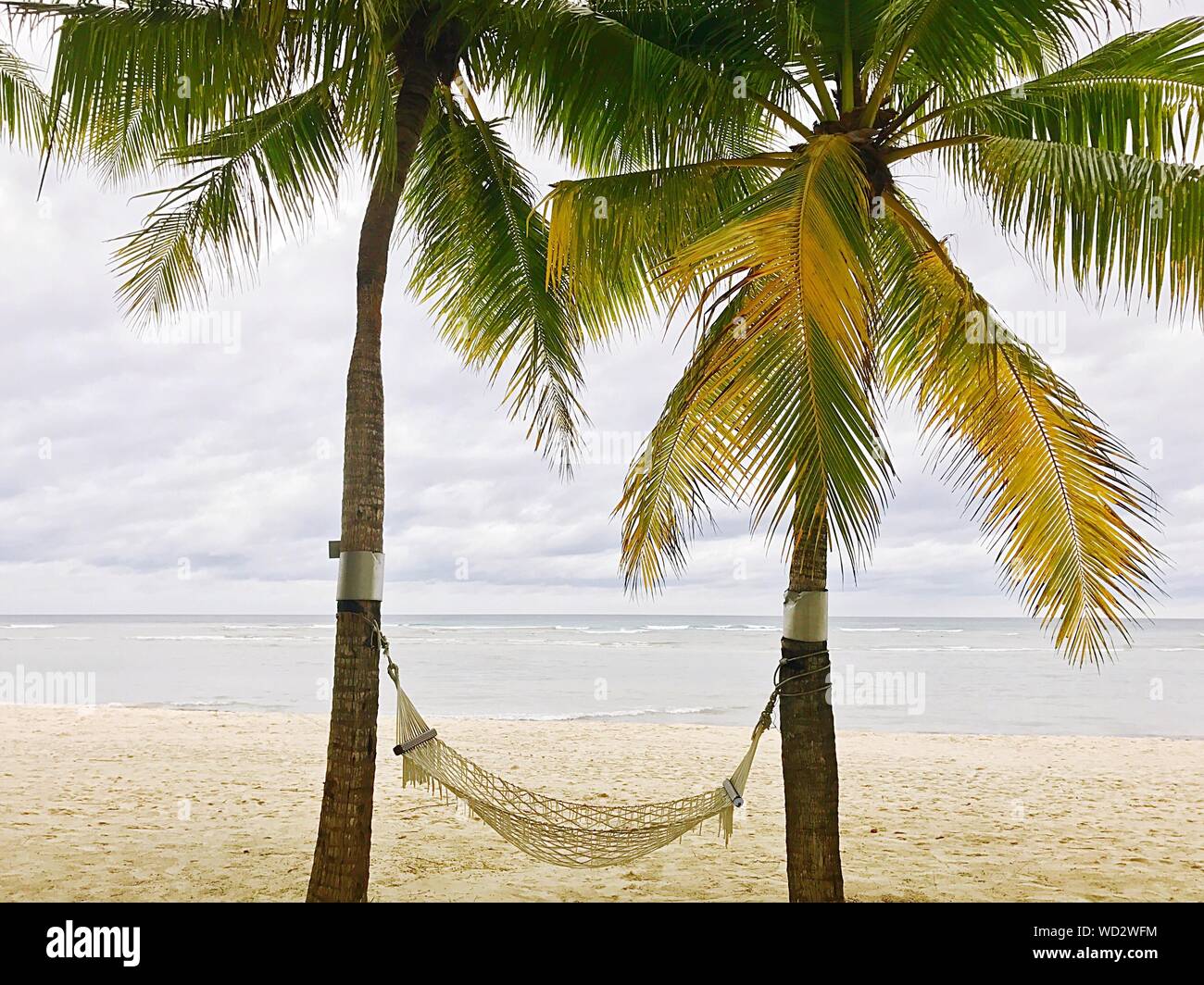 Palm tree hammock beach scene hires stock photography and images Alamy
