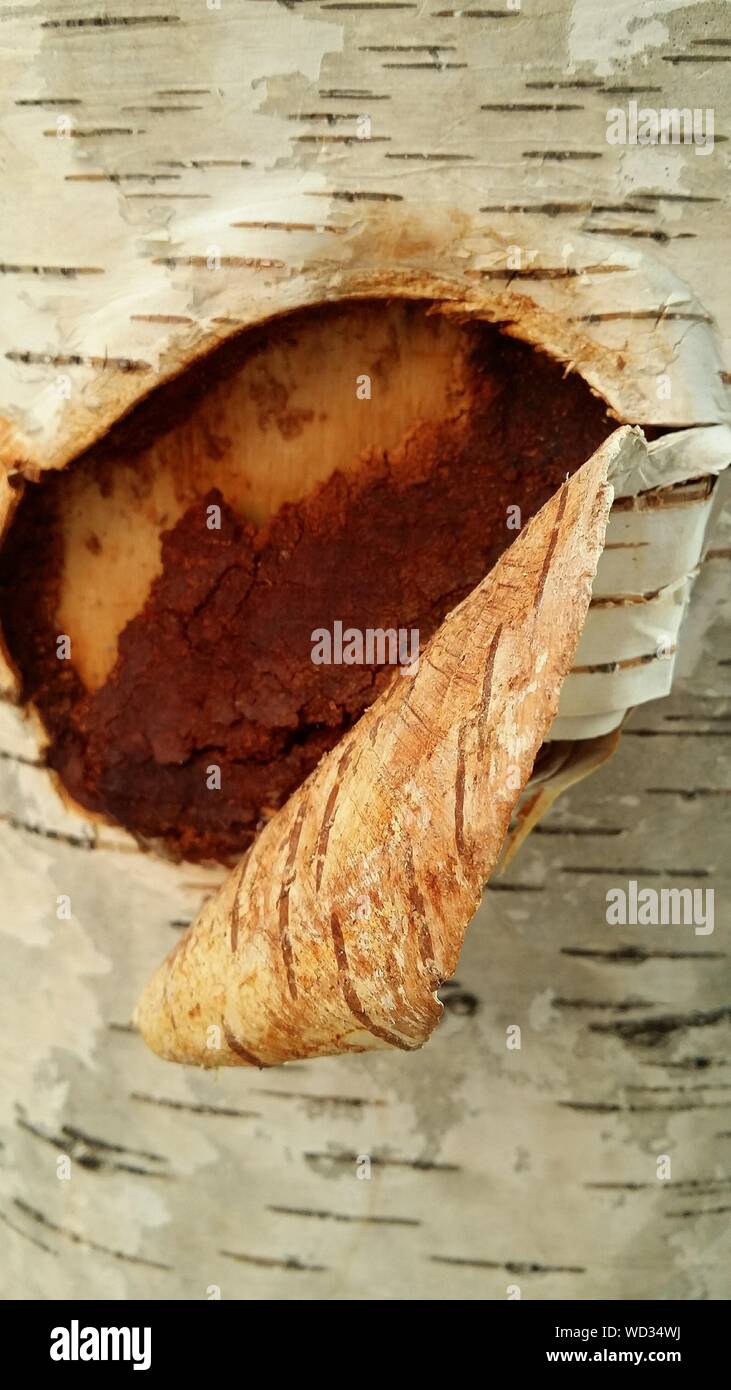 Tree bark peeling off hires stock photography and images Alamy