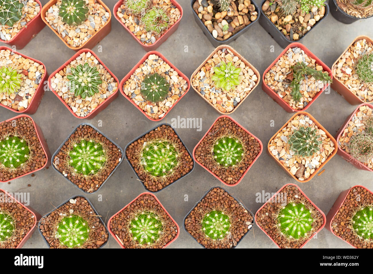 High Angle View Of Succulent Plants Arranged On Floor Stock Photo