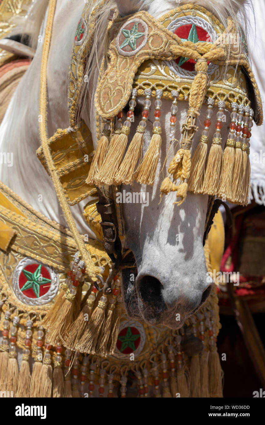 The fancy horse tack dressed for the Moroccan Fantasia Festival Stock Photo