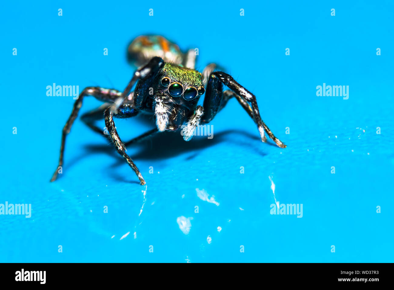 Blue jumping spider hi-res stock photography and images - Alamy