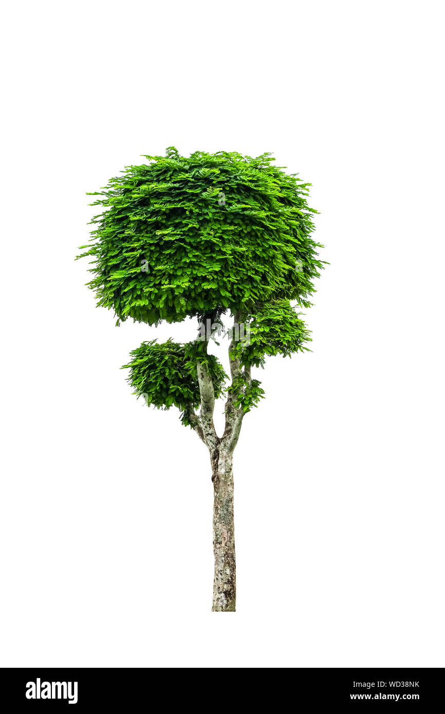 Young Tamarind Tree High Resolution Stock Photography And Images Alamy Young Tamarind Tree High Resolution Stock Photography And Images Alamy