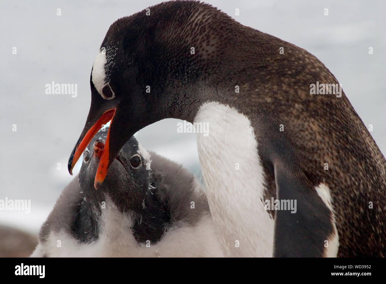 A Gentoo mother penguin feeding her young in Antarctica Stock Photo