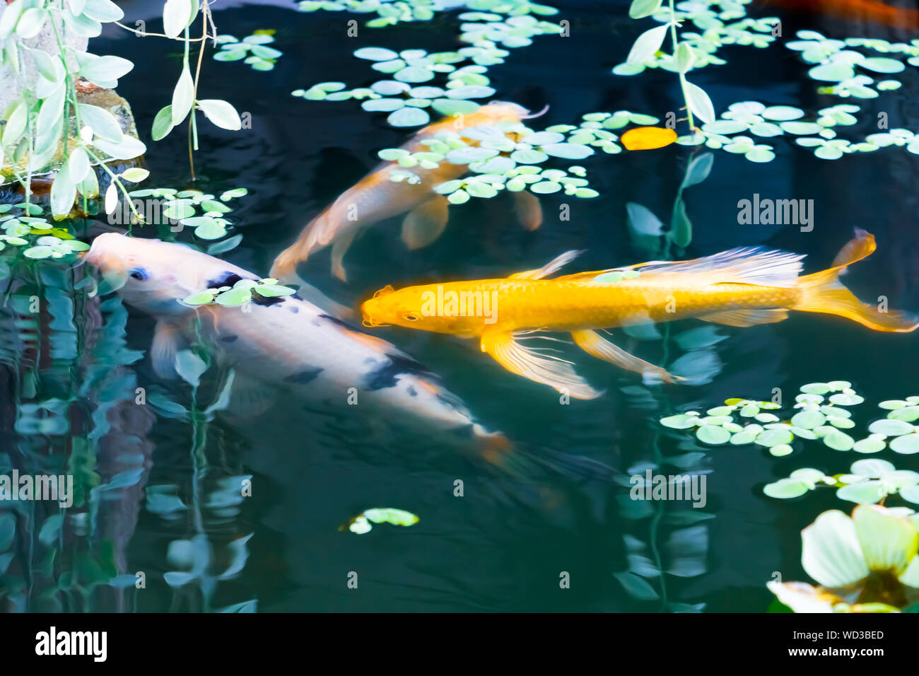 fish japanese Koi or Carp moving in swims under aqua surface and Water