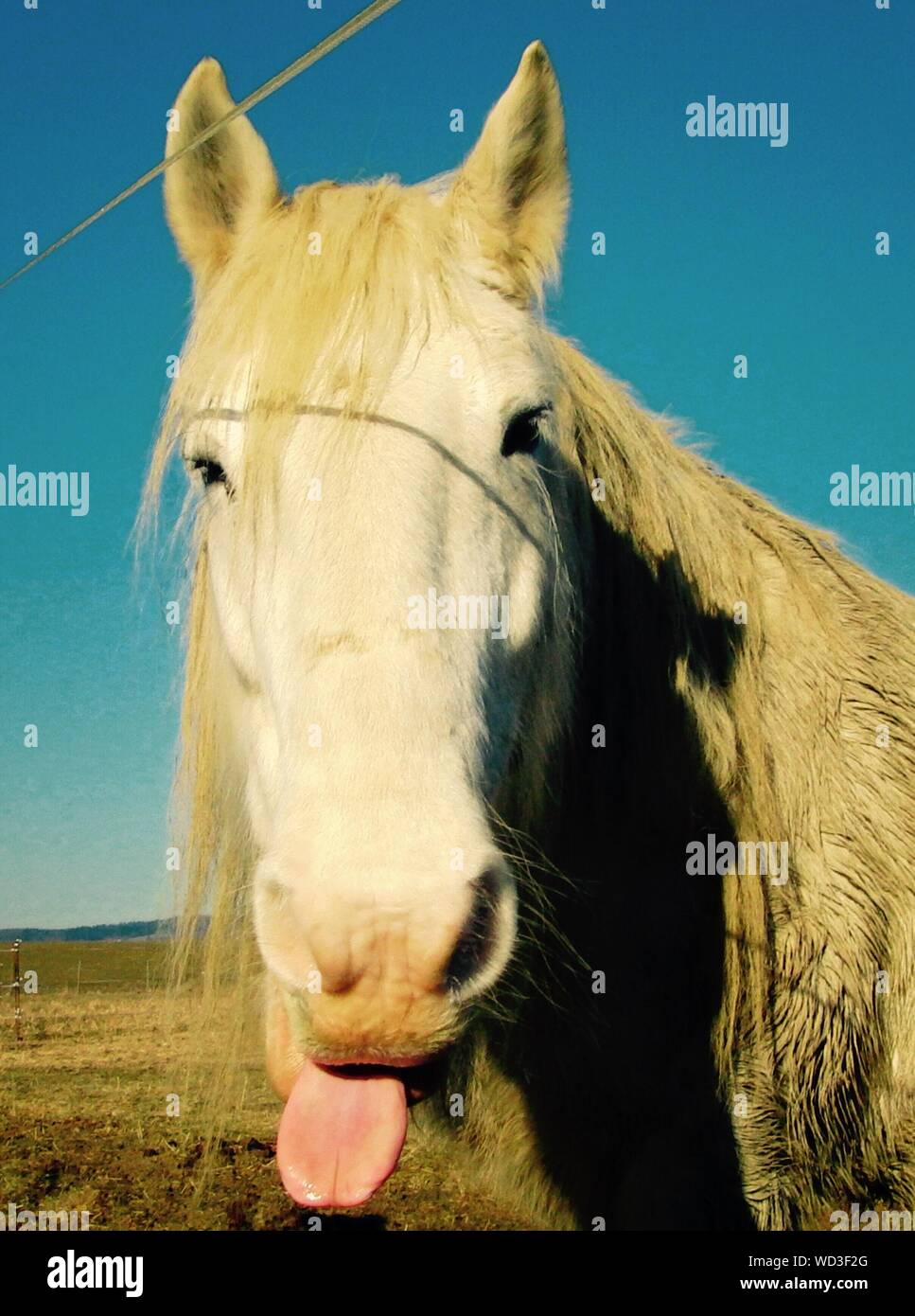 Horse Sticking Tongue Out High Resolution Stock Photography and Images