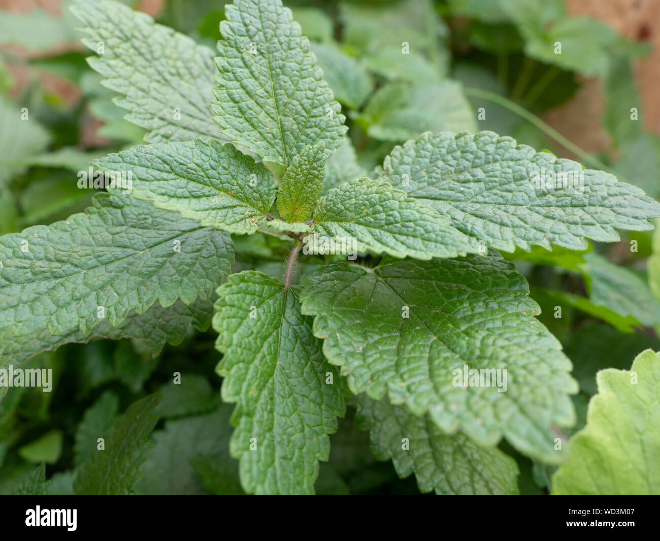 Mint Plant Fuzzy Leaves