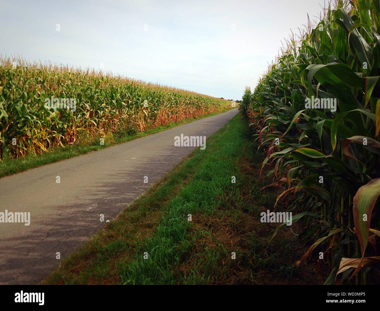 Maize field with hi-res stock photography and images - Alamy