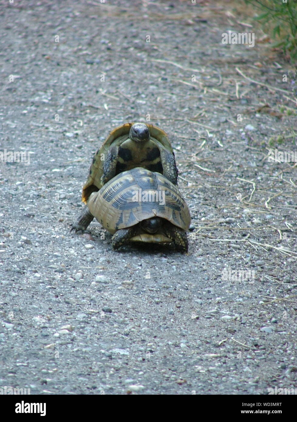 Mating turtles hi-res stock photography and images - Alamy
