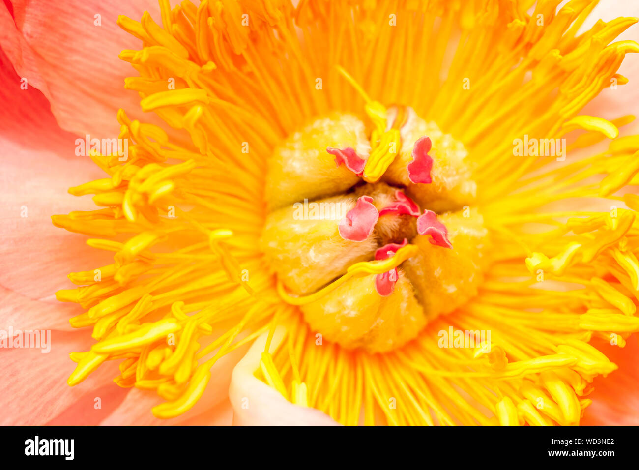 Detail view of the inside part of a pink peony with yellow stamps. Stock Photo