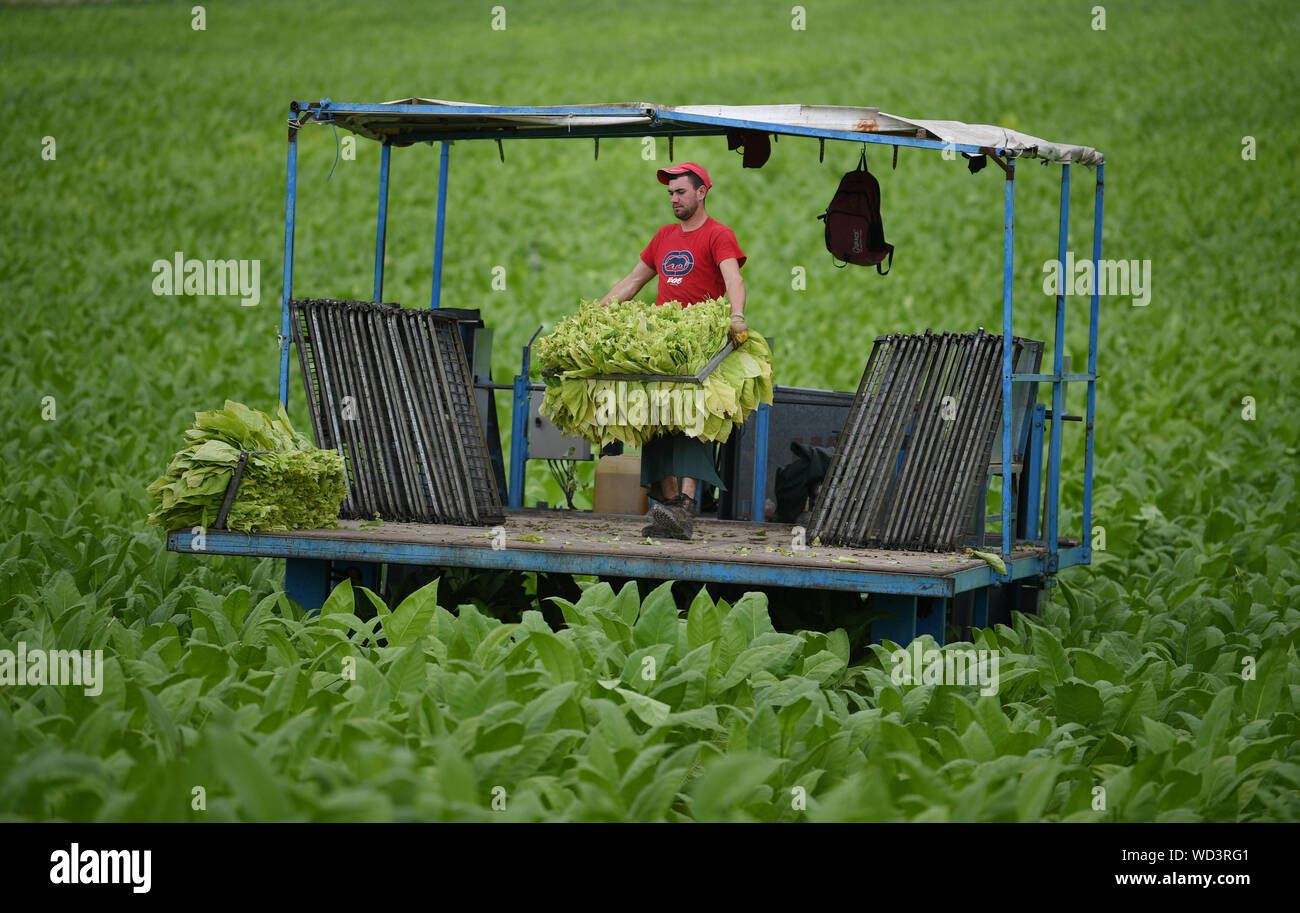 Bad Krozingen, Germany. 28th Aug, 2019. A harvest worker stacks tobacco leaves of the 'Virginia' variety on a harvesting machine. The tobacco harvest has begun in South Baden. The tobacco is used for shisha bars. Credit: Patrick Seeger/dpa/Alamy Live News Stock Photo