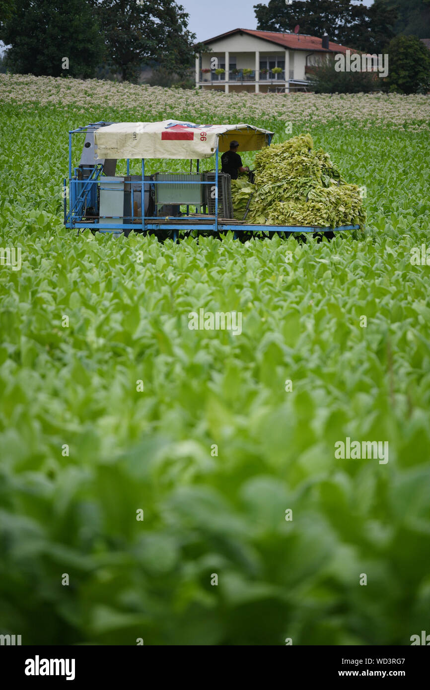 Bad Krozingen, Germany. 28th Aug, 2019. A harvest worker stacks tobacco leaves of the 'Virginia' variety on a harvesting machine. The tobacco harvest has begun in South Baden. The tobacco is used for shisha bars. Credit: Patrick Seeger/dpa/Alamy Live News Stock Photo