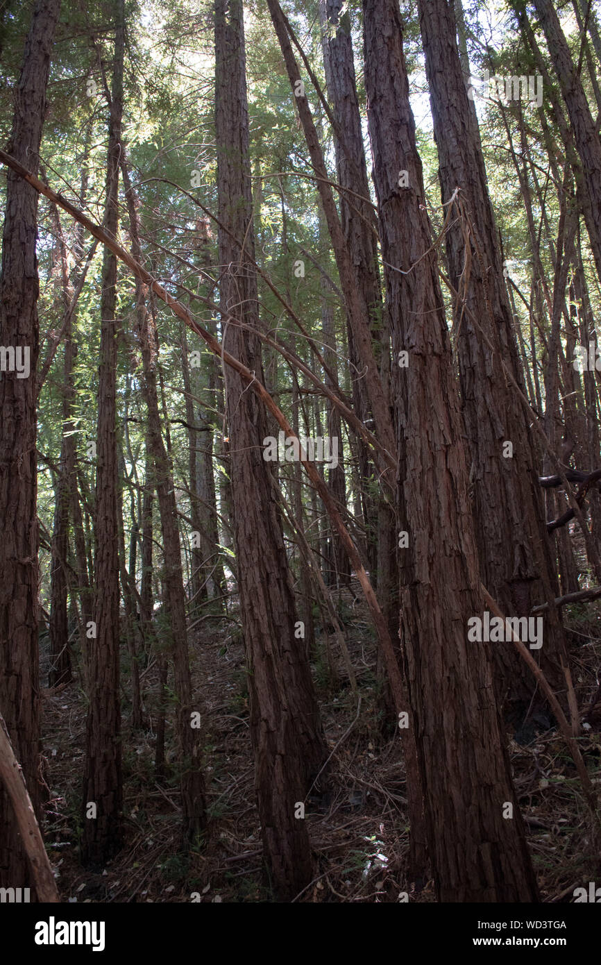 There are many hikes around Mt. Tamalpais, including this one along the way to Lagunitas Lake. Stock Photo